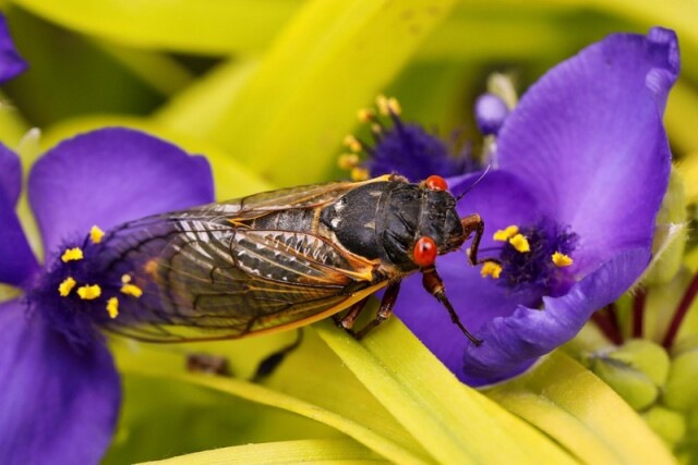 Добірка красивих фото комах