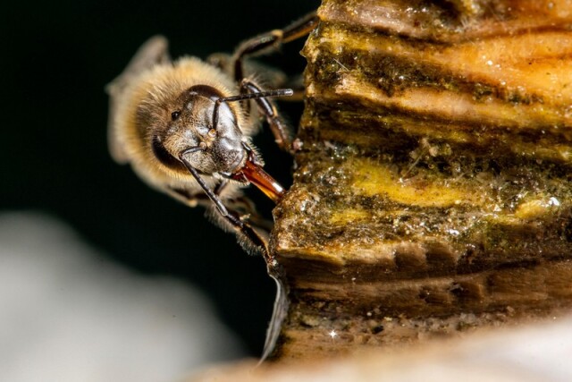 Добірка красивих фото комах