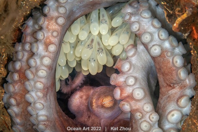 Победители конкурса подводной фотографии 2022 Ocean Art (28 фото)