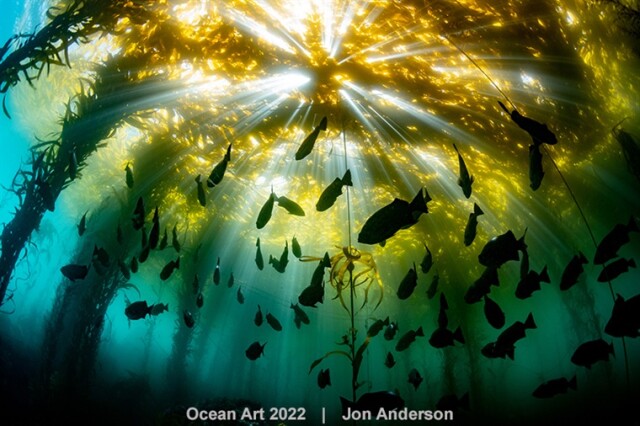 Победители конкурса подводной фотографии 2022 Ocean Art