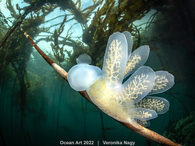 Победители конкурса подводной фотографии 2022 Ocean Art