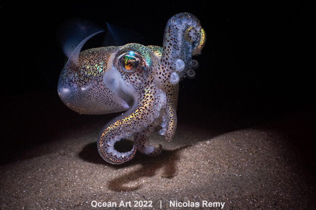 Победители конкурса подводной фотографии 2022 Ocean Art