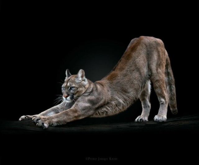 В интеренете показали потрясающие фотопортреты диких животных  (фото)