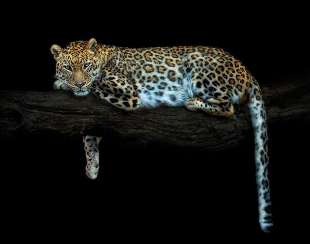 В интеренете показали потрясающие фотопортреты диких животных  (фото)