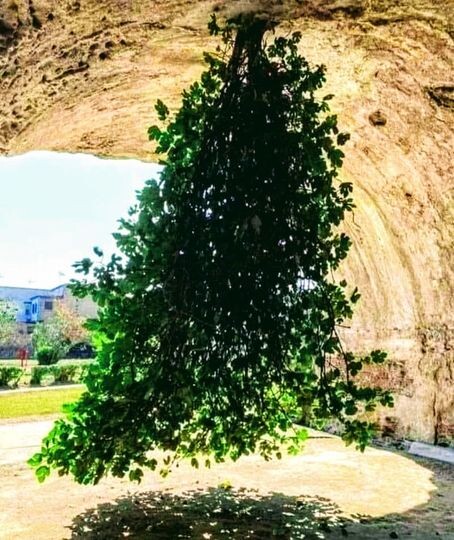 Знаменитое перевёрнутое фиговое дерево в Италии (3 фото)