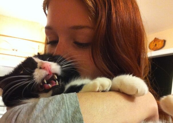 В сети доказали, что не все кошки любят селфи (фото)