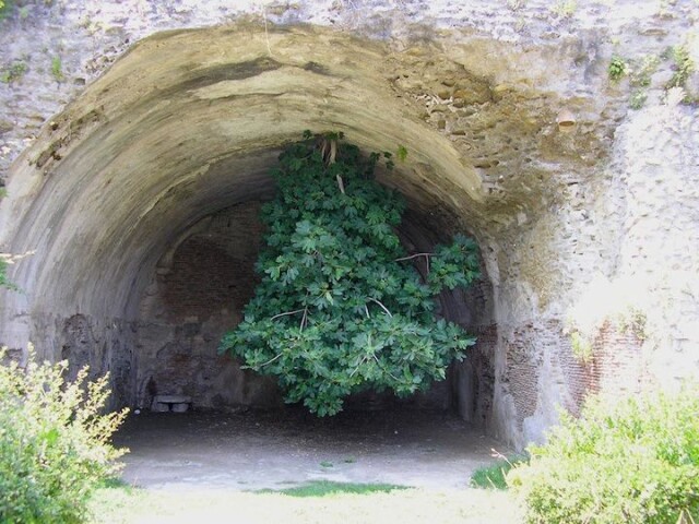 Знаменитое перевёрнутое фиговое дерево в Италии