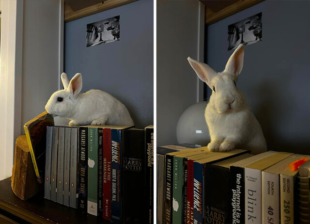 Кролики — это не только ценный мех, но и 3-4 килограмма "пушистого хаоса" (30 фото)