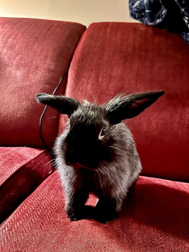 Кролики — это не только ценный мех, но и 3-4 килограмма «пушистого хаоса»
