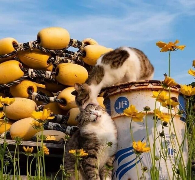 У мережі показали кішок та їхнє повсякденне життя (ФОТО)