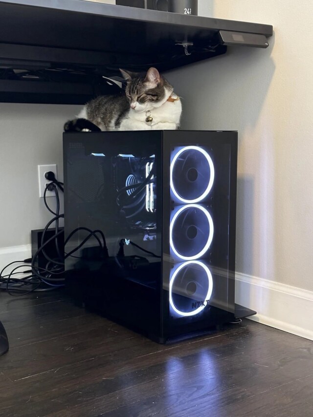 Не приучайте кошку играть за компьютером