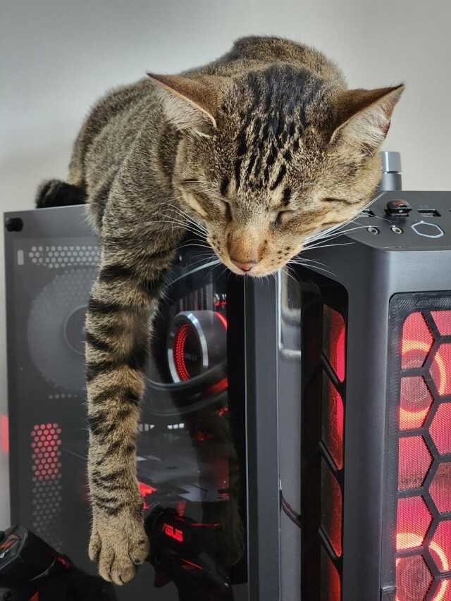 Не приучайте кошку играть за компьютером