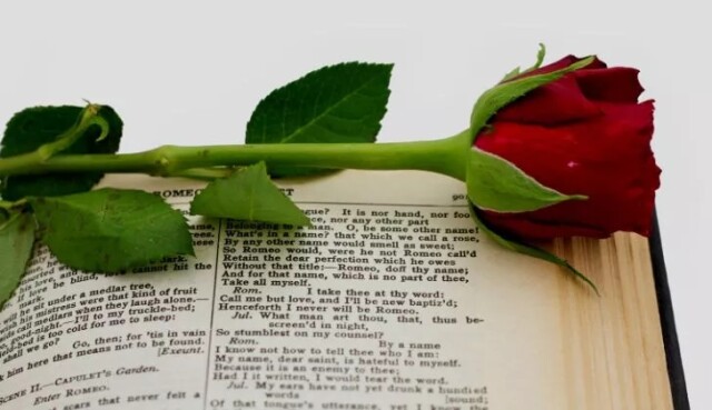 Топ-10: Романтичні факти про червоні троянди