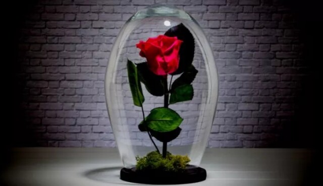 Топ-10: Романтичные факты про красные розы