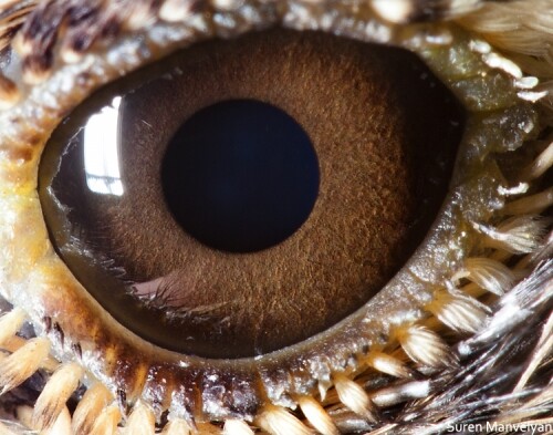 Глаза животных крупным планом в фотографиях Сурена Манвеляна (20 фото)