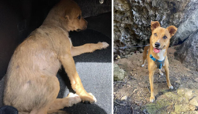 36 новых фотографий собак до и после того, как они нашли дом и любящих хозяев