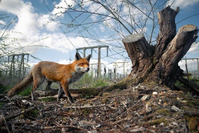 Победители конкурса фотографий дикой природы British Wildlife Photography Awards 2023 