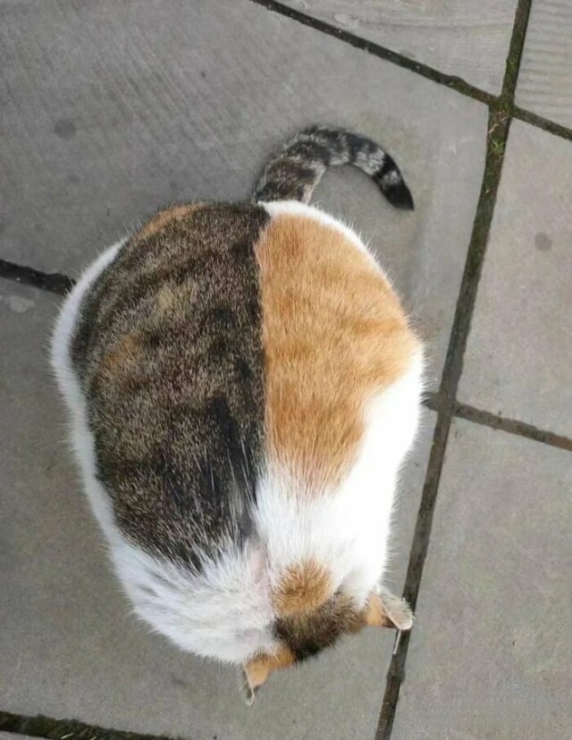 У мережі показали кішок із унікальним забарвленням вовни (фото)