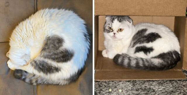 В сети показали кошек с уникальным окрасом шерсти (фото)