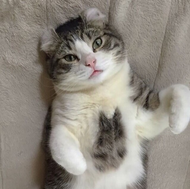 У мережі показали кішок із унікальним забарвленням вовни (фото)