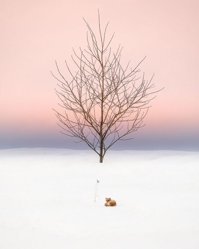 Японський фотограф, який головне місце у своїх фотографіях приділяє деревам