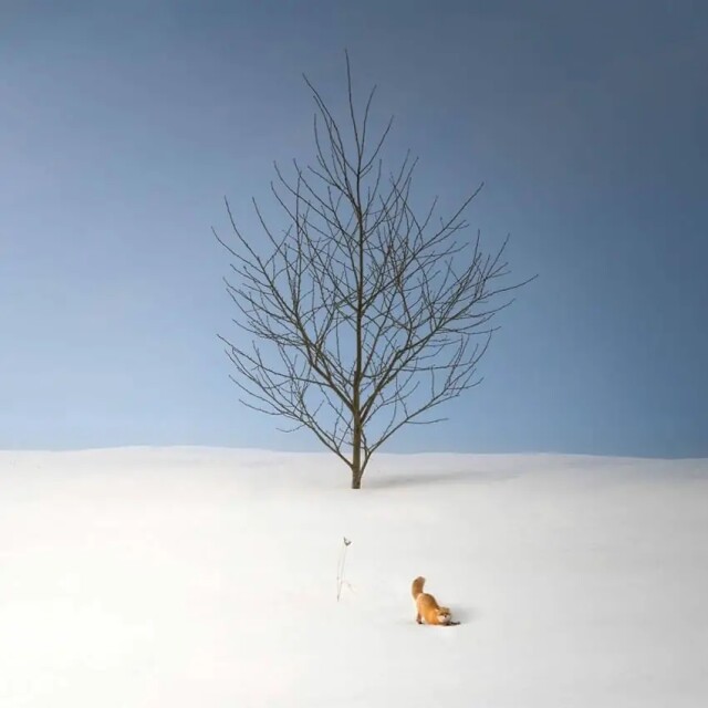 Японский фотограф, который главное место в своих фотографиях уделяет деревьям 
