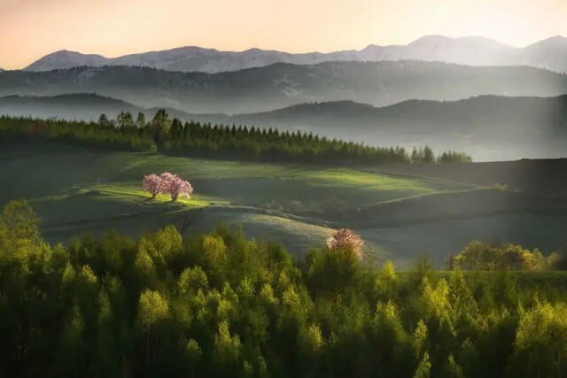 Японский фотограф, который главное место в своих фотографиях уделяет деревьям 