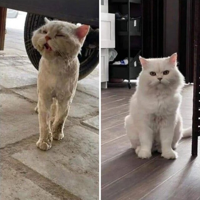 28 новых фотографий кошек до и после того, как они нашли дом и любящих хозяев