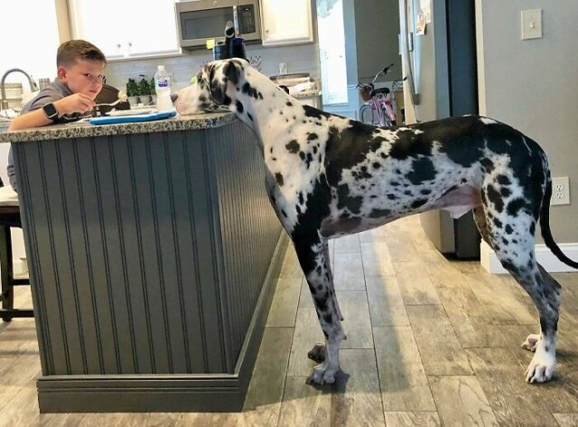 Фотографії німецьких догів, що показують, наскільки величезні собаки цієї породи