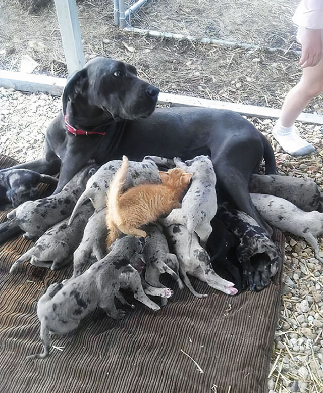 Фотографии немецких догов, показывающие, насколько огромны собаки этой породы