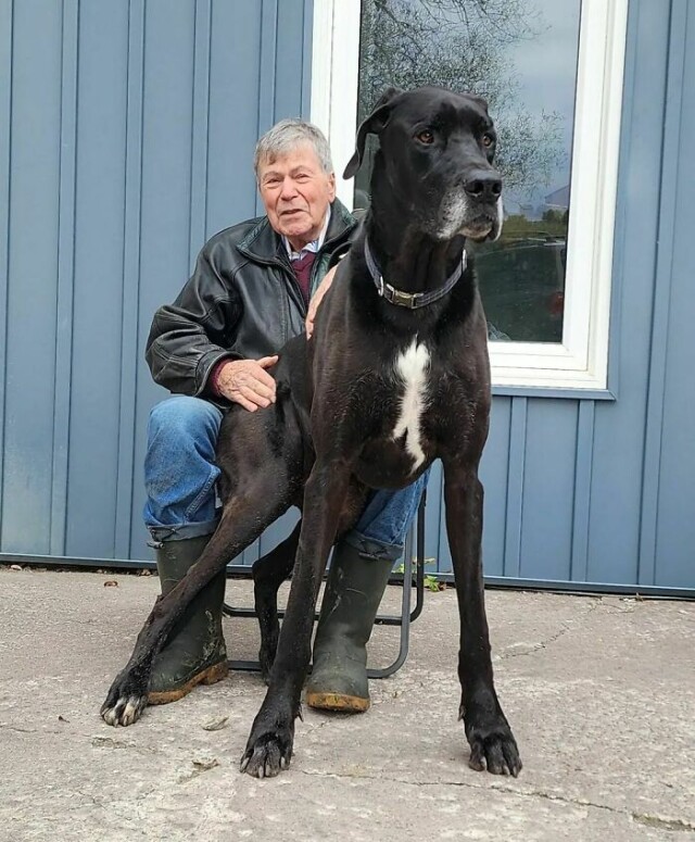 Фотографії німецьких догів, що показують, наскільки величезні собаки цієї породи