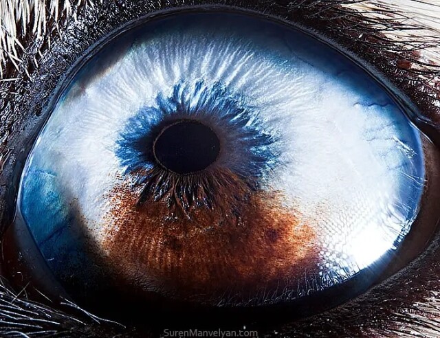 Крупним планом очей тварин у фотографіях Сурена Манвеляна