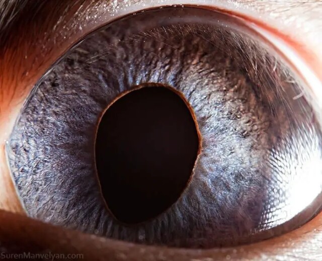Крупним планом очей тварин у фотографіях Сурена Манвеляна