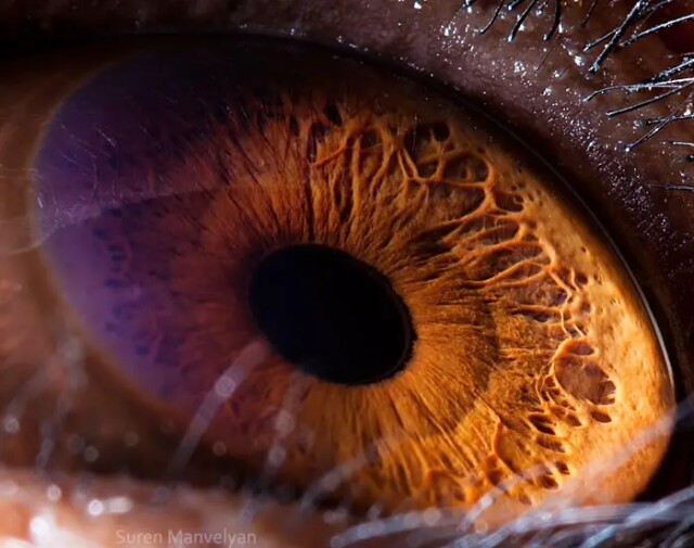Глаза животных крупным планом в фотографиях Сурена Манвеляна