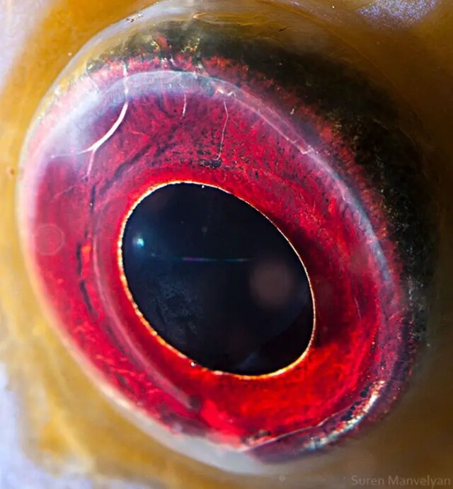 Глаза животных крупным планом в фотографиях Сурена Манвеляна