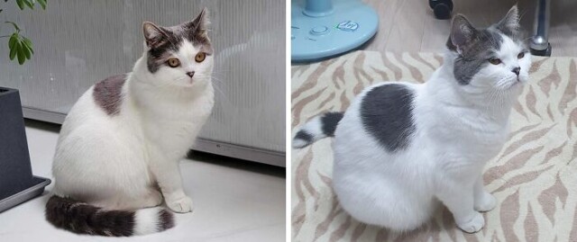 В сети показали кошек с уникальным окрасом шерсти (фото)