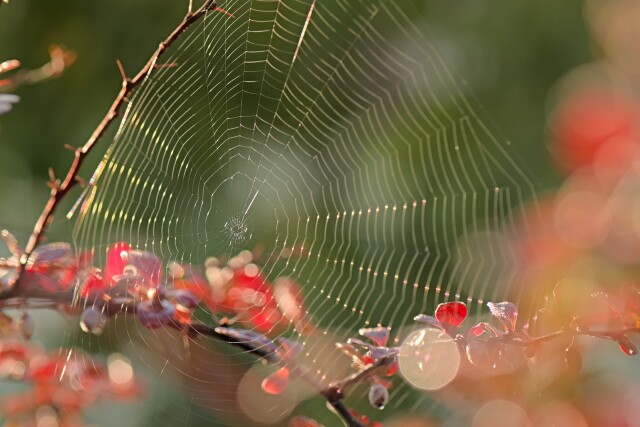 Забавные факты, которые могут изменить ваше мнение о пауках (4 фото)