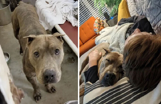 36 новых фотографий собак до и после того, как они нашли дом и любящих хозяев