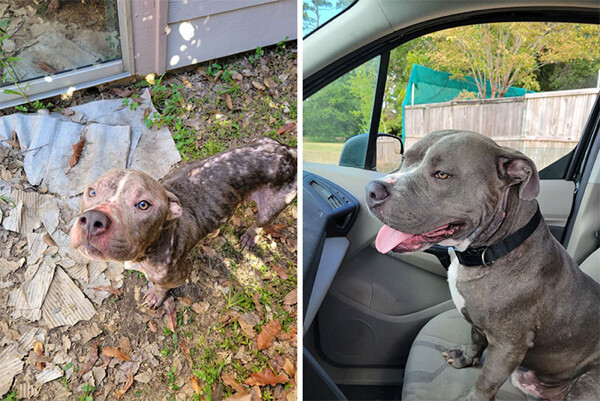 Фотографии спасённых собак до и после того, как они нашли себе дом и любящих хозяев (26 фото)