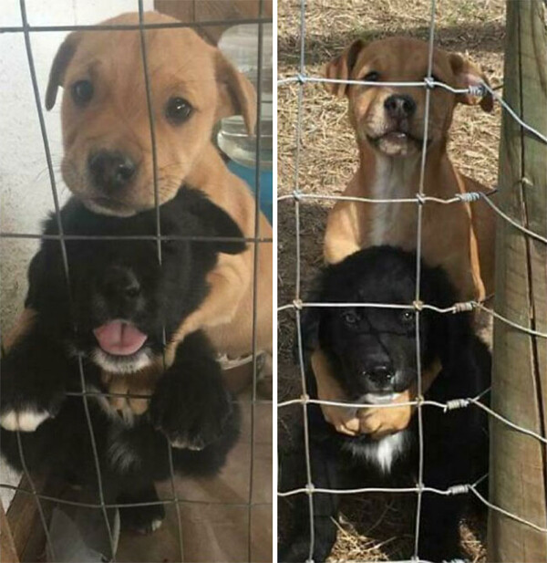 Фотографии спасённых собак до и после того, как они нашли себе дом и любящих хозяев