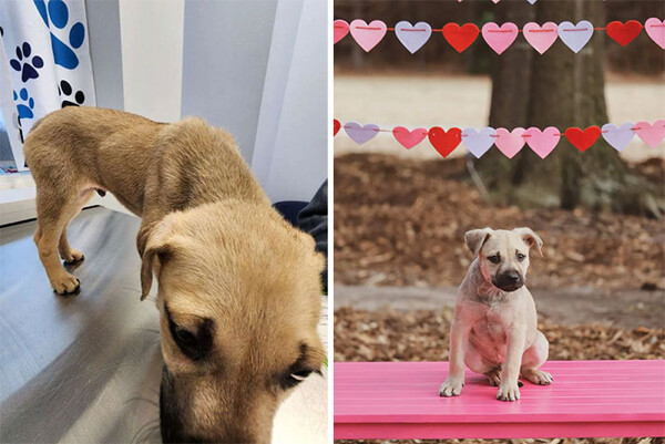 Фотографии спасённых собак до и после того, как они нашли себе дом и любящих хозяев
