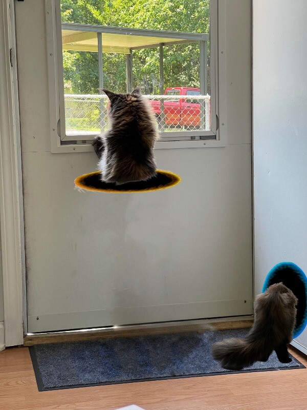 Фотошоп-батл: кошка после посещения ветеринара