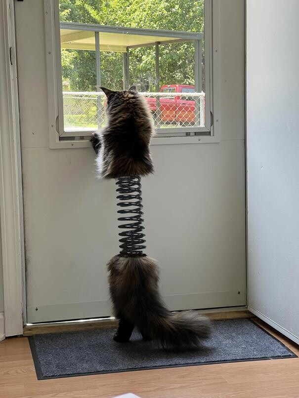 Фотошоп-батл: кошка после посещения ветеринара (19 фото)