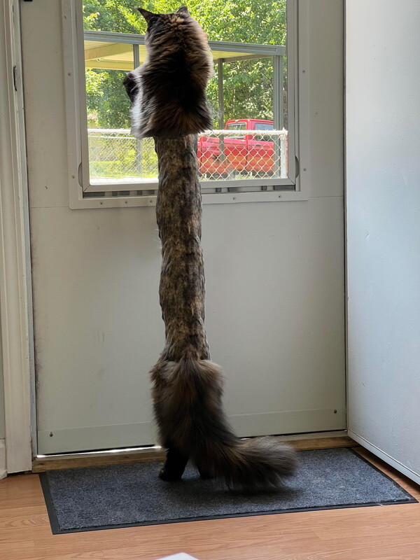Фотошоп-батл: кошка после посещения ветеринара (19 фото)