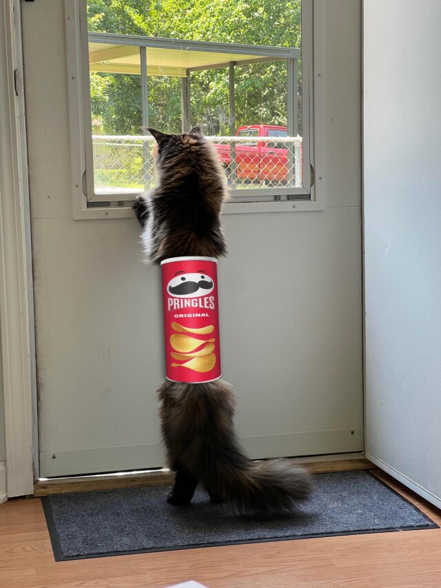 Фотошоп-батл: кошка после посещения ветеринара