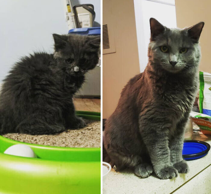 Фотографии спасённых кошек до и после того, как они обрели дом и любящих хозяев (35 фото)