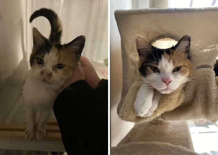 Фотографии спасённых кошек до и после того, как они обрели дом и любящих хозяев (35 фото)