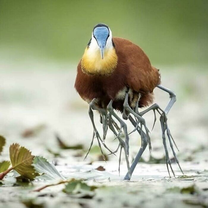 У птиц есть ноги. Гребенчатая якана. Африканская якана с птенцами. Австралийская якана. Австралийская якана птица.