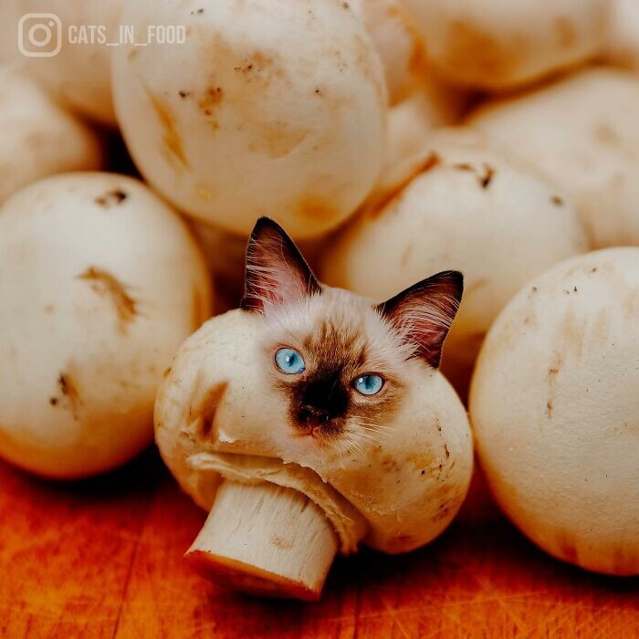 Кошки в еде: фотоманипуляции Ксении Змановской (25 фото)