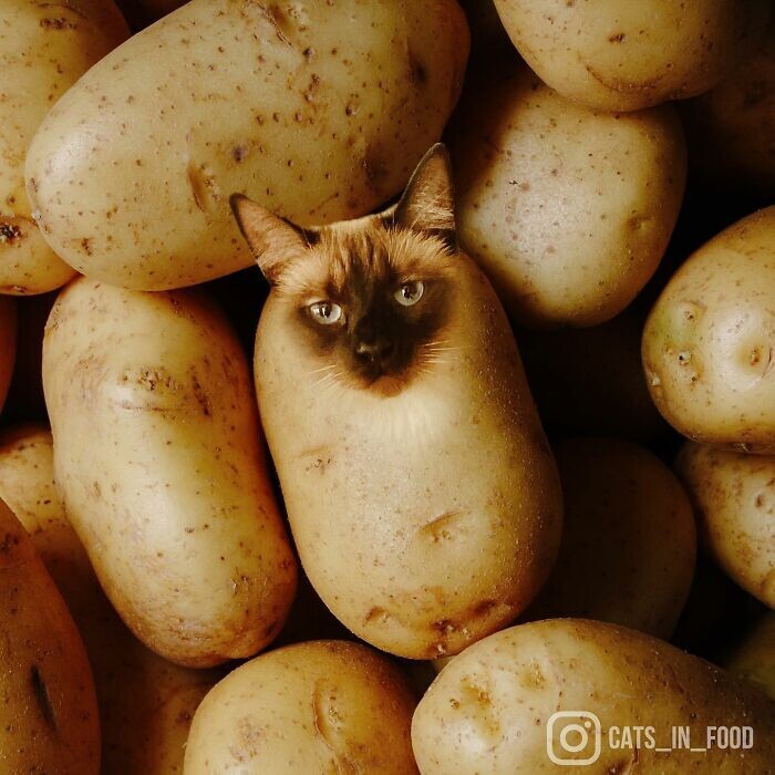 Кошки в еде: фотоманипуляции Ксении Змановской (25 фото)